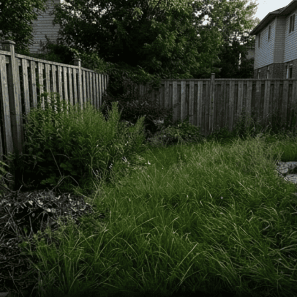 Avant : cour avec herbe haute, zones d'ombre, tiques présentes